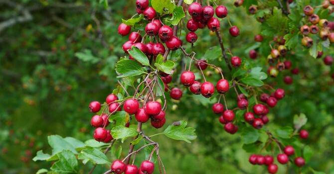 Herbal Medicine in Focus: the mighty Hawthorn tree and how it can heal a broken heart
